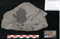 Foto (Objekt + Etikett) von Plantae indet.  (NHMW-GEO-2024-0188-11386)